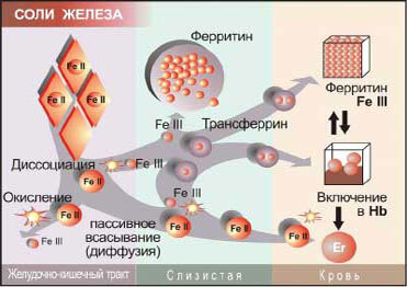 Соли-железа